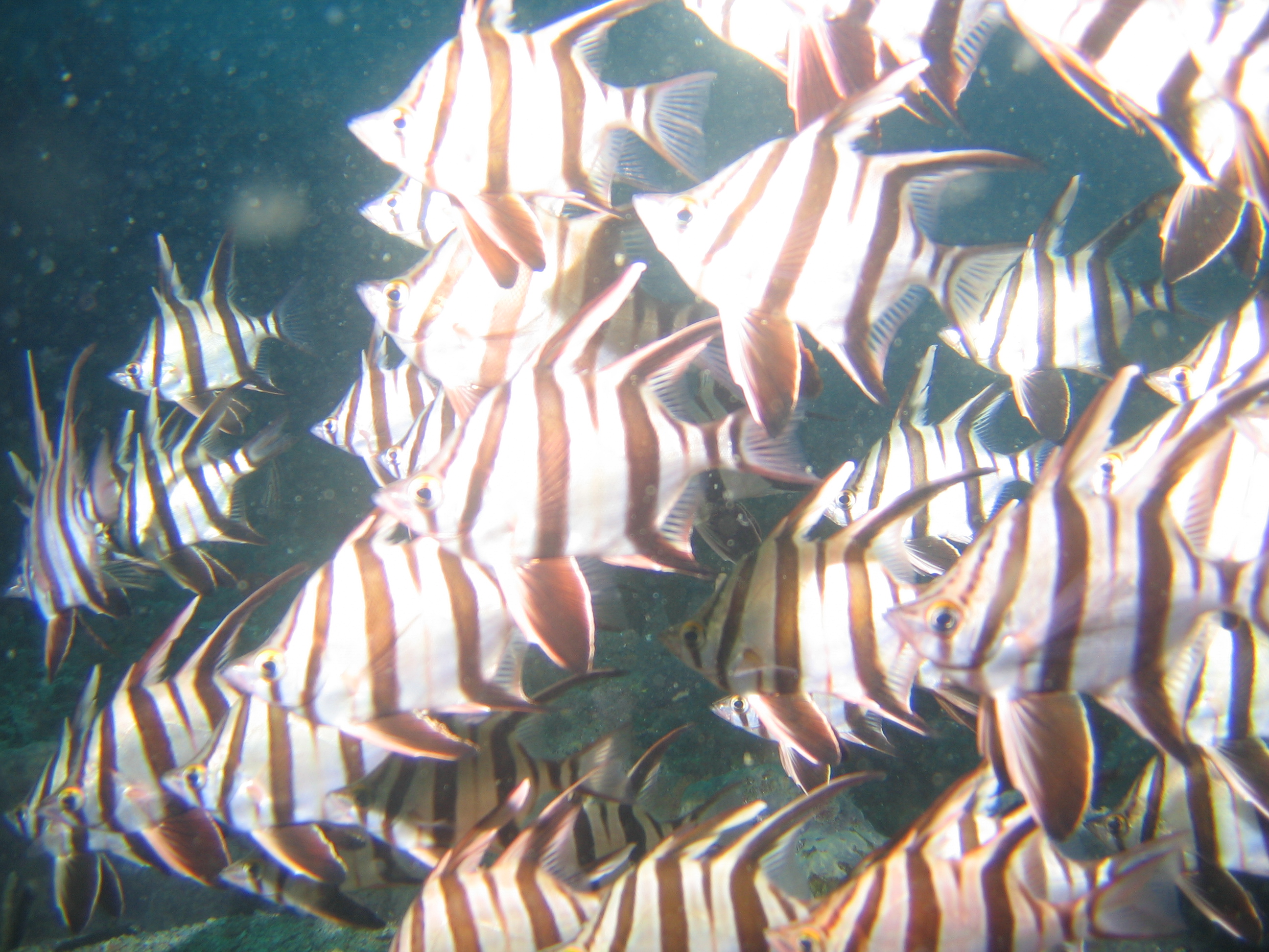 Henry Head Sth 020808